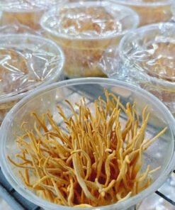 Đông trùng hạ thảo tươi - hộp 150gr